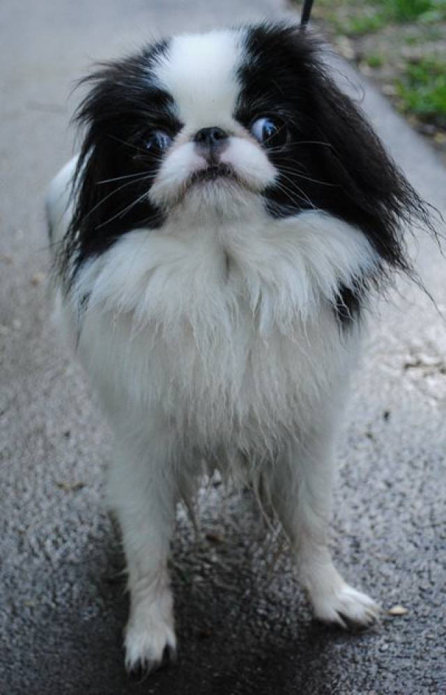 Делис Сакура Наша Маша