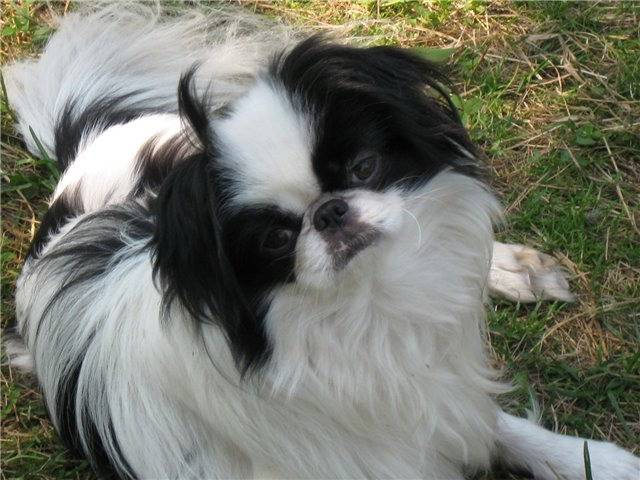 Kandaina Fior di Pesco (Италия)