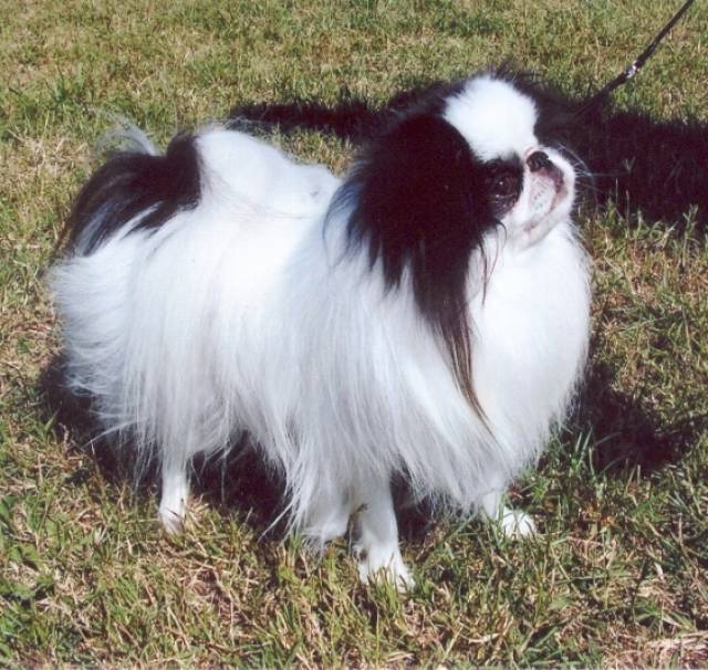 Homerbrent Oto At Dekobras