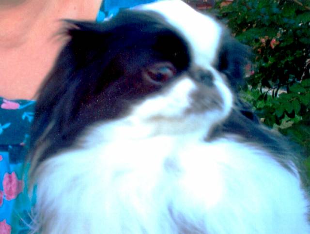 Kyo del Fior di Pesco