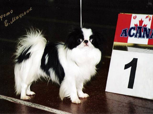 Омикудзи Идеал Лоэнгрин