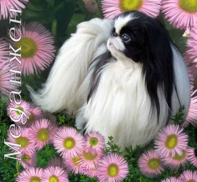 Хэвн Сент Виват