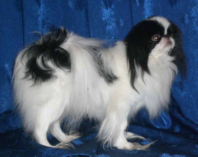 Омикудзи Фаберже Уникум от Хин Сатори