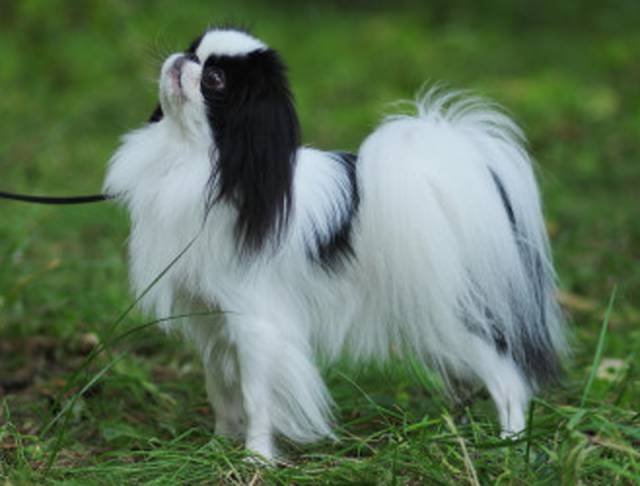 Делис Сакура Кумико Нацуми