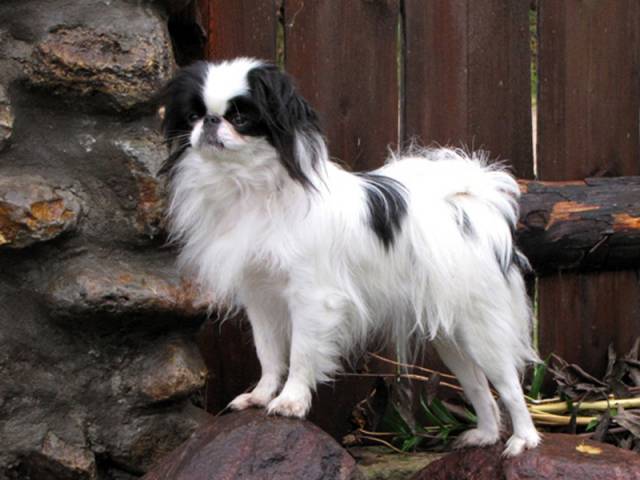 Делис Сакура Тони Хоши