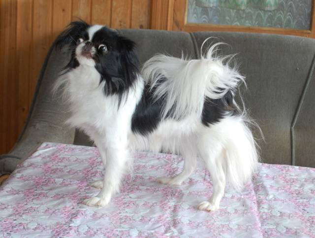 Меданжен Жемчужная Пена