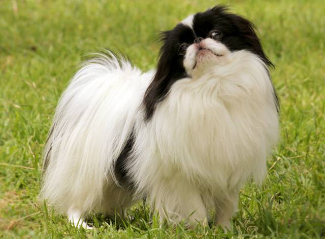 Зевс Го Делис Сакура де Империум Аури