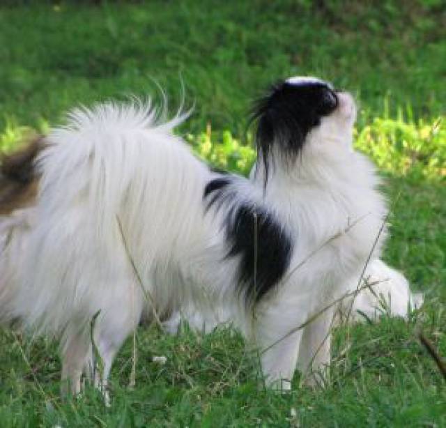 Принцесса Кагуя-Химэ де Империум Аури