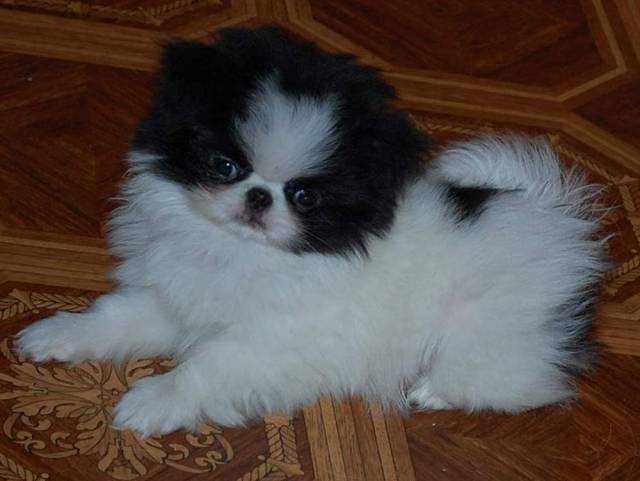 Делис Сакура Атай Киоко - на фото 2 мес