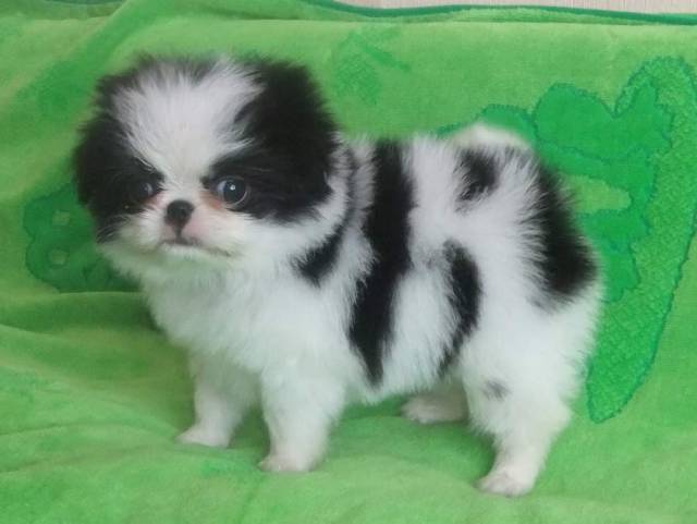 Делис Сакура Рамика Ай Хоши - на фото 1 мес