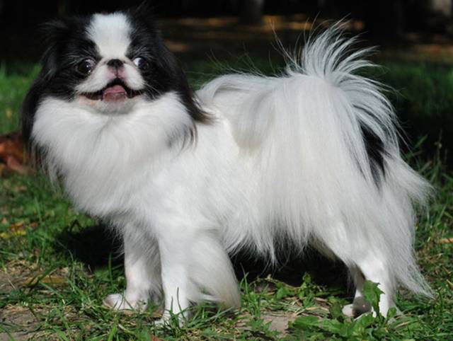 Делис Сакура Наша Маша