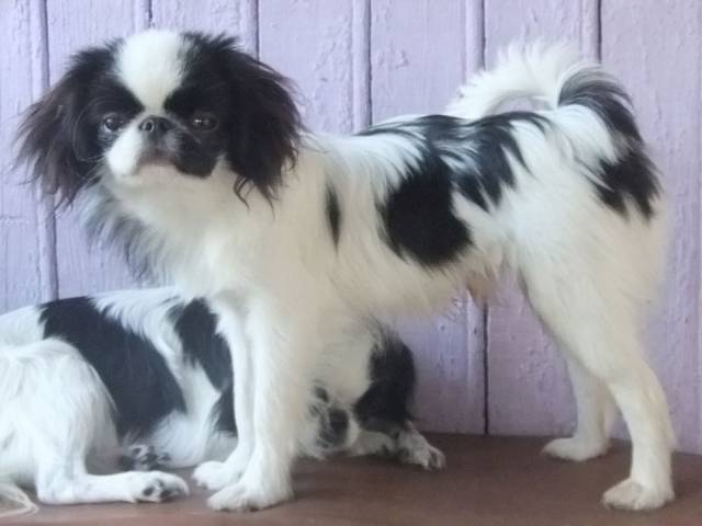 Делис Сакура Алладин Марокко - на фото 7 мес