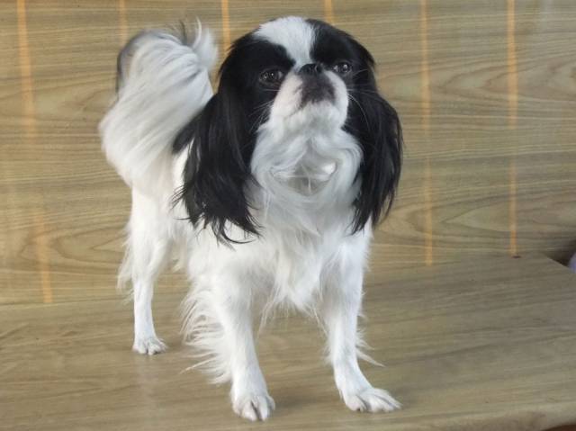 Делис Сакура Ева