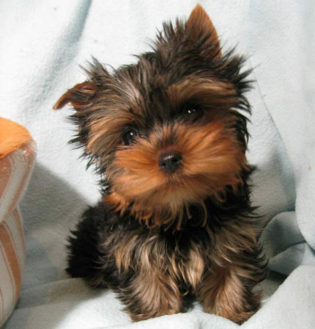 йоркширский терьер, 5 мес, 8-916-568-4220 Оксана