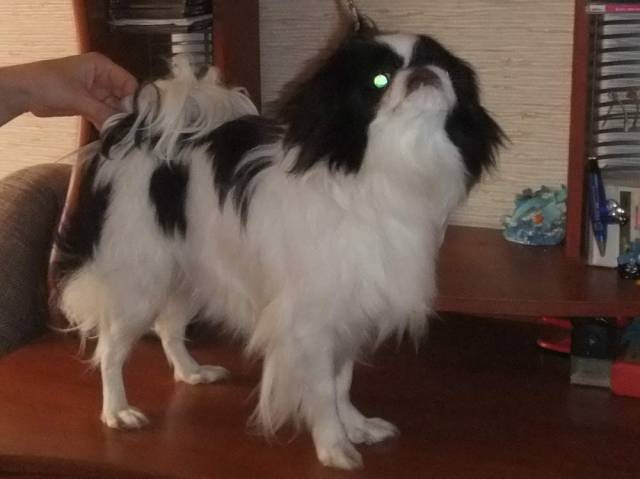 Делис Сакура Аои Тори