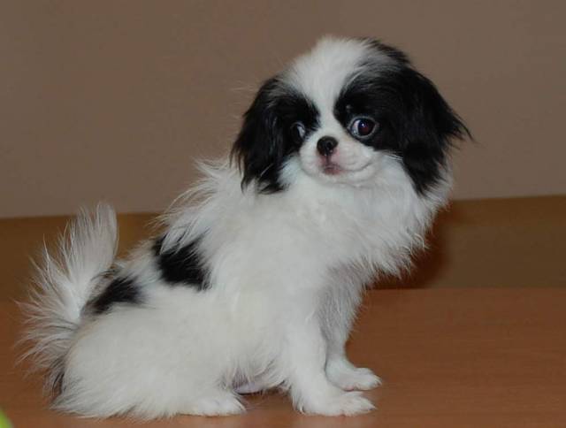 Делис Сакура Мэйё-О Мотемэру, инбреден (2х3) на японского производителя - 3,5 мес, небольшого размера