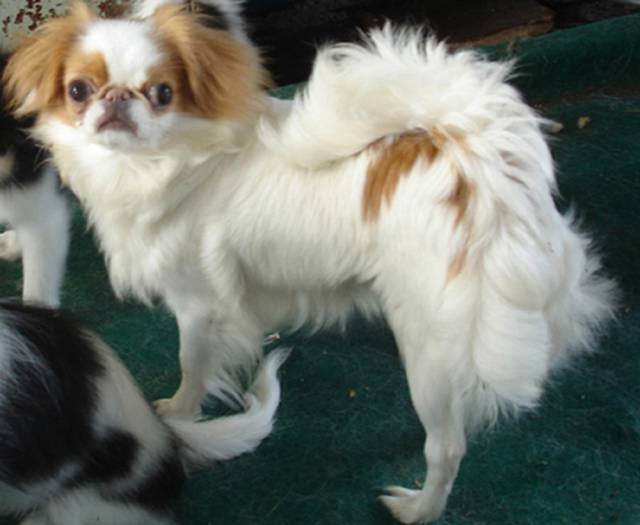 Делис Сакура Манго