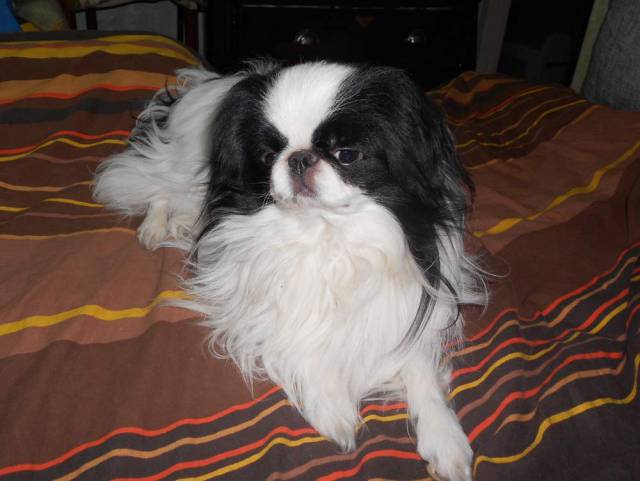 Делис Сакура А Део Рекс