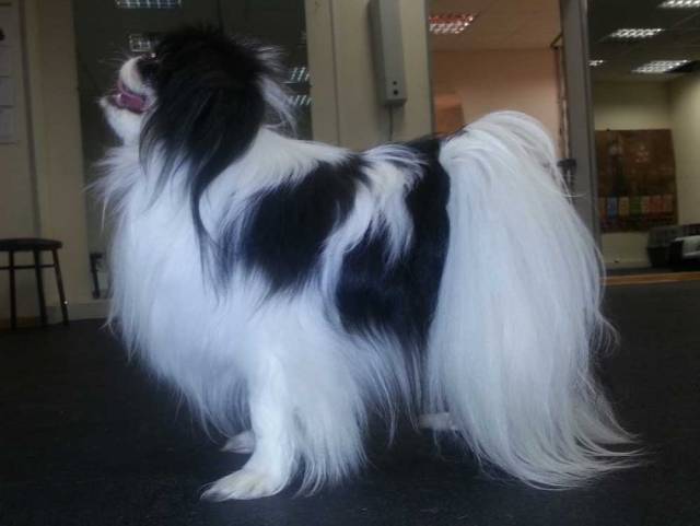 Делис Сакура Акварель Суми-Э