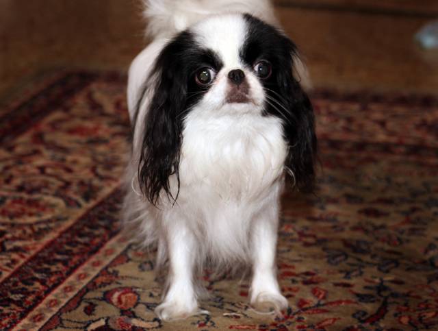 Делис Сакура Камелия