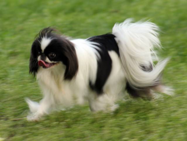 Делис Сакура Токи Но Сёдзо