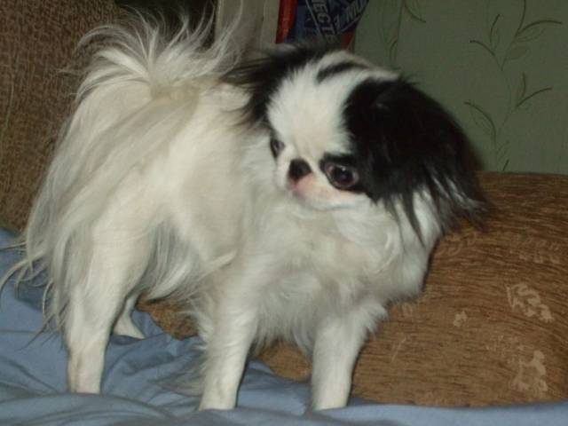 Делис Сакура Акено Хана (Северодвинск)