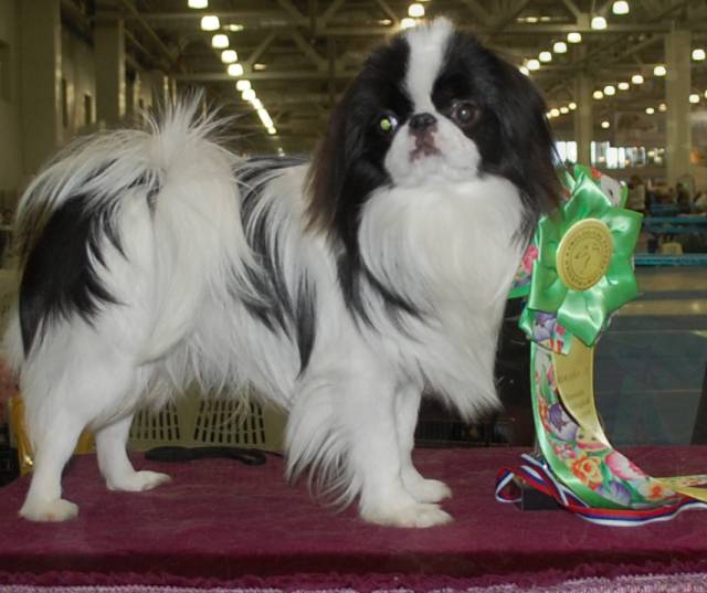 DELIS SAKURA IL MO RISO KANPEKI (Израиль)