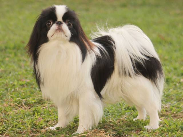 DELIS SAKURA IL MO RISO KANPEKI (Израиль)