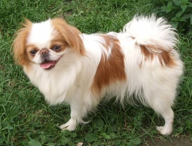 Царевна Зара