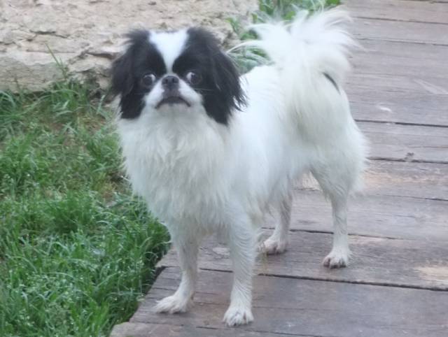 Делис Сакура Амагумо