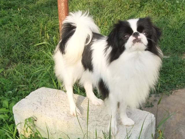 Делис Сакура Гу Киген Ё