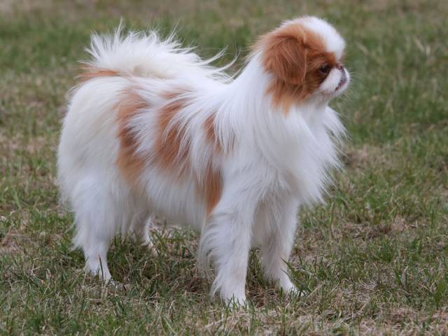 Делис Сакура Нектарина