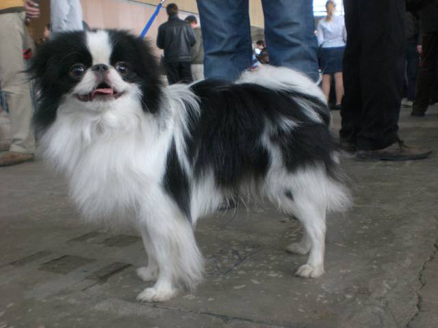 Делис Сакура Томи Майхо