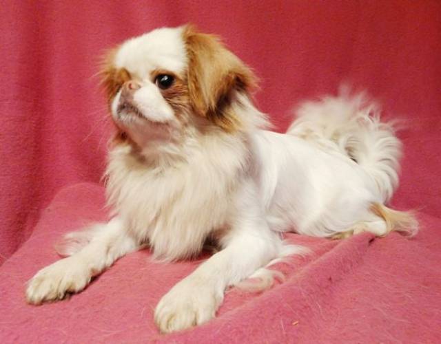 Делис Сакура Хартлин