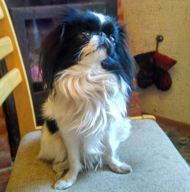 Делис Сакура Иланит