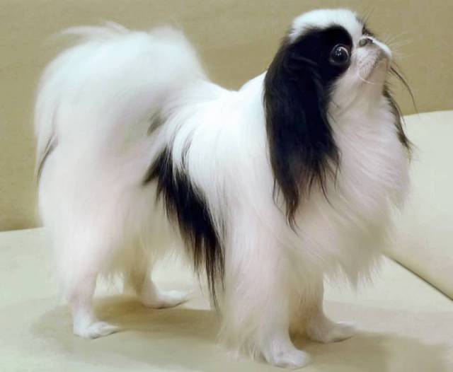 Делис Сакура Янь Фартовый Самурай