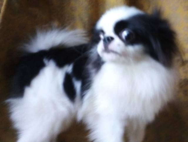 Делис Сакура Еигору - небольшого размера - 7 мес - находится в Харькове - ДОСТАВКА!