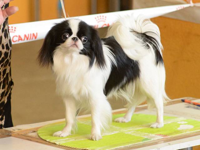 Делис Сакура Белинда