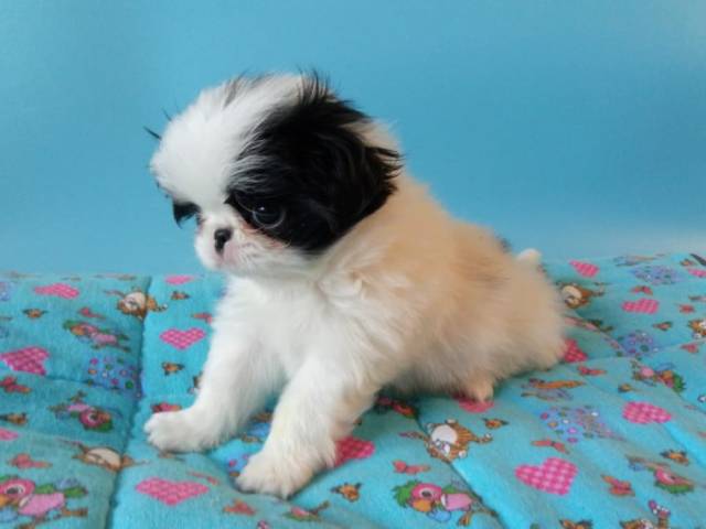 Делис Сакура Искрящийся Иней