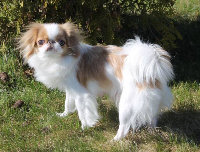 Томико из Петербуржского Бомонда