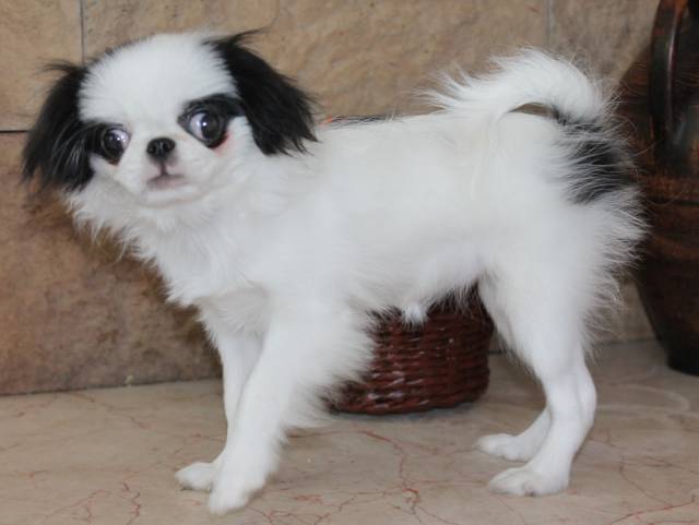 Делис Сакура Цези - 4 мес