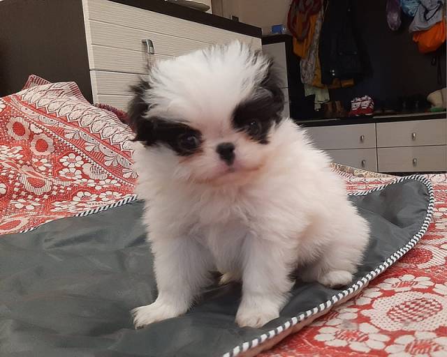 Кобель 1 - Дата рождения 12:09:2020 - резерв