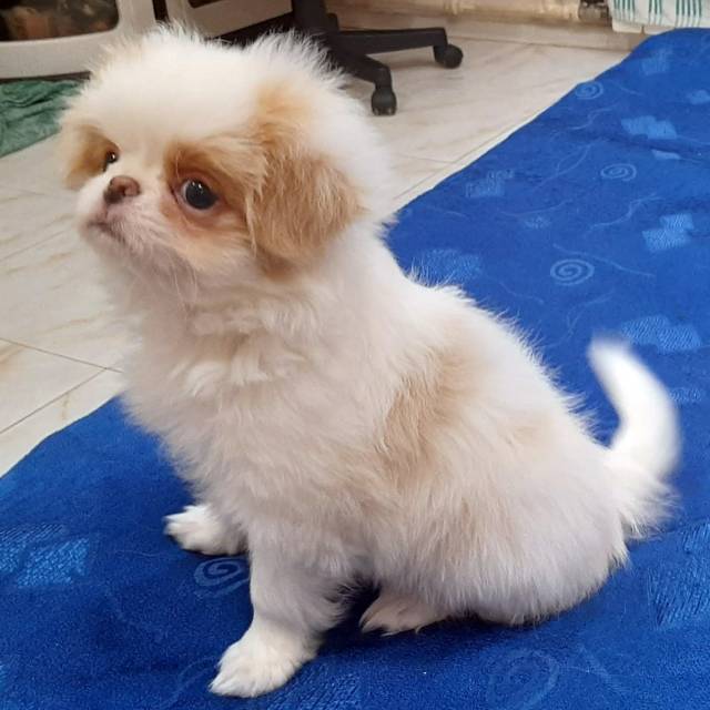 Кобель 4 - Дата рождения 12:09:2020 - резерв