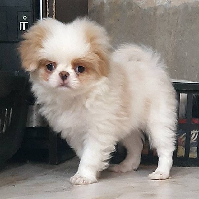 Девочка 3 (миниатюрная) - Дата рождения 12:09:2020