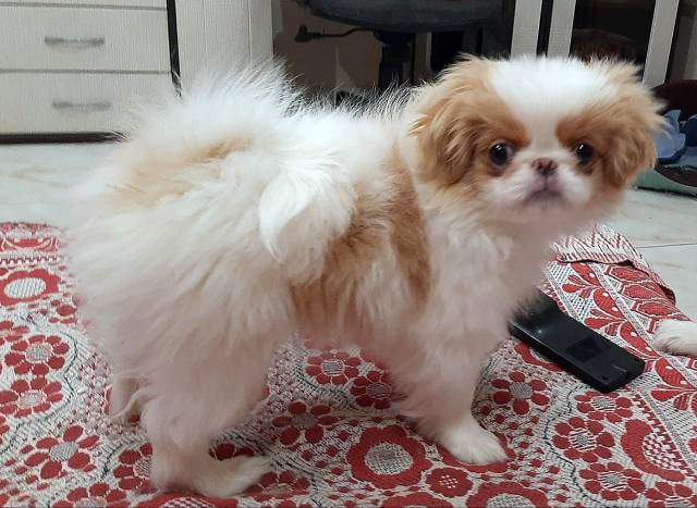 Девочка 2 Айко Кетсуми - Дата рождения 12:09:2020 - резерв