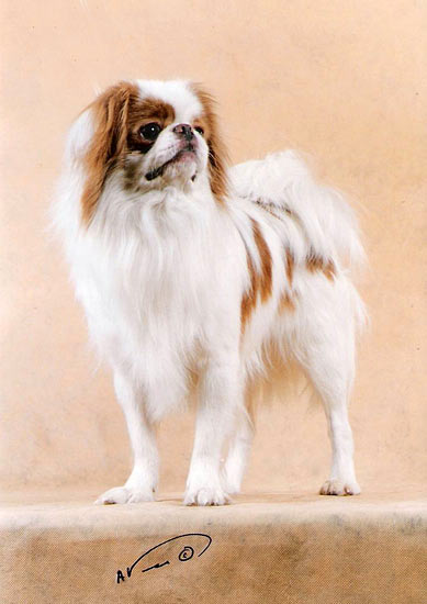 Омикудзи Арбатский Рыжий Листопад