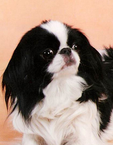 JUNDFRULANDETS GERL OF MY MIND (Финляндия)