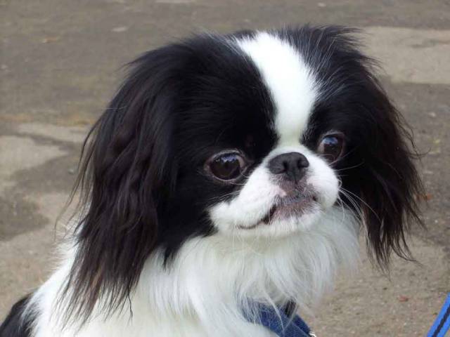 Омикудзи Танцующий Ветер Рок-н-Ролл