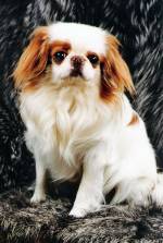 Хин Сатори Хасэру