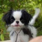 Уме Эльв - 5 мес